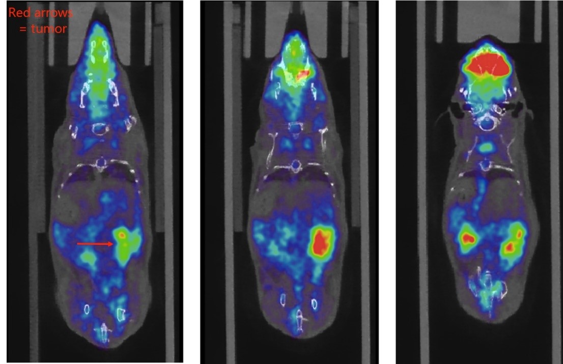 腫瘤研究.jpg 腫瘤研究.jpg