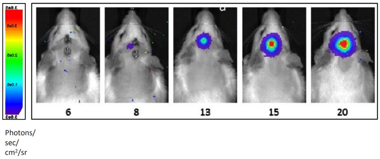 生物發(fā)光早期腦腫瘤-1.jpg 生物發(fā)光早期腦腫瘤-1.jpg