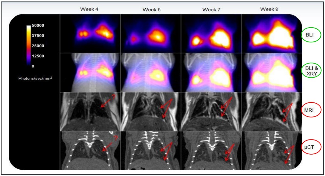 生物發(fā)光早期-2.jpg 生物發(fā)光早期-2.jpg
