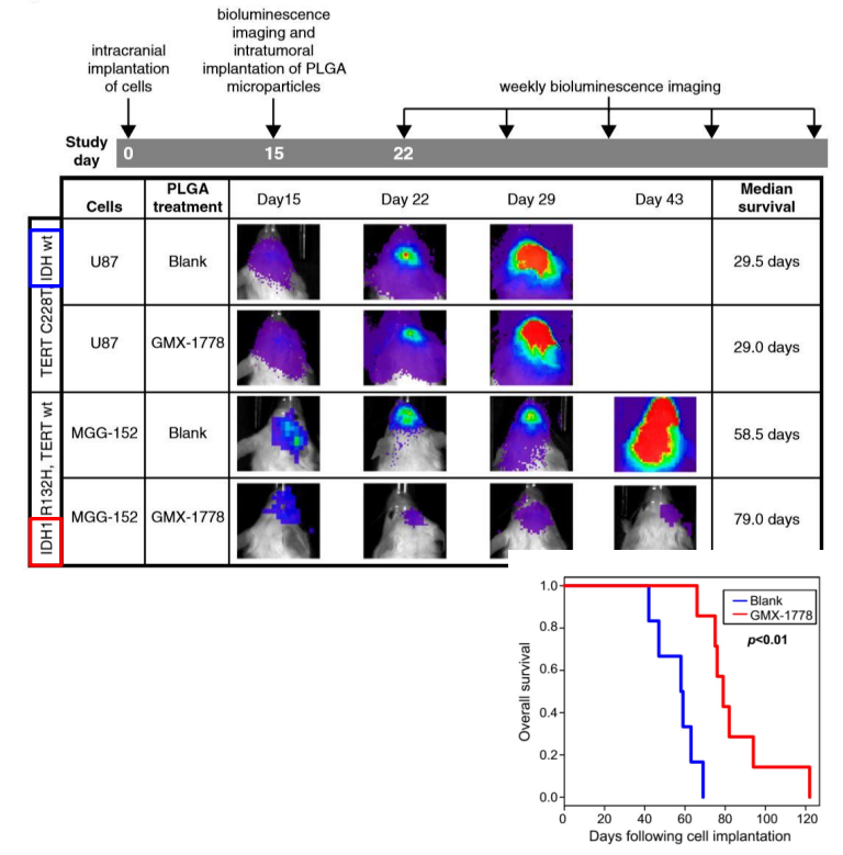 膠質(zhì)瘤效果評(píng)估.png 膠質(zhì)瘤效果評(píng)估.png