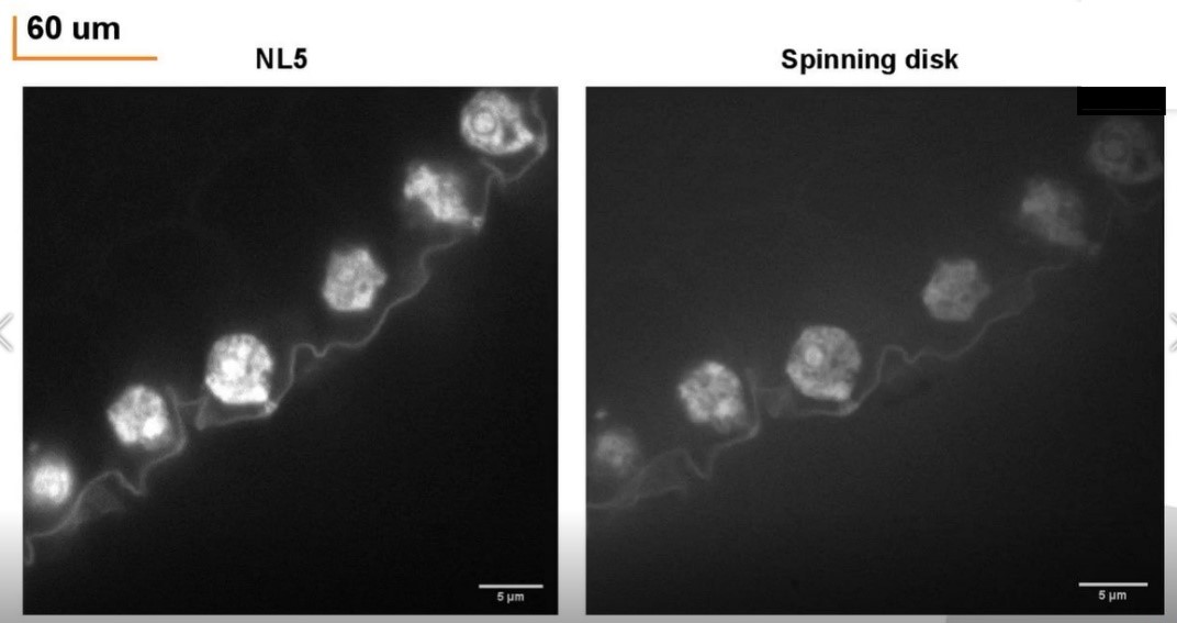 深度3D成像-60um.jpg 深度3D成像-60um.jpg