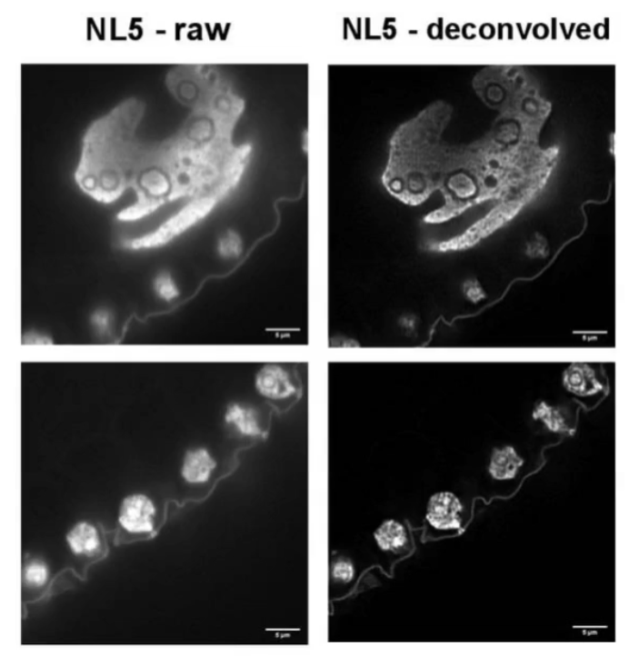 NL5原始圖像和NL5去卷積圖像相對(duì)比.png NL5原始圖像和NL5去卷積圖像相對(duì)比.png