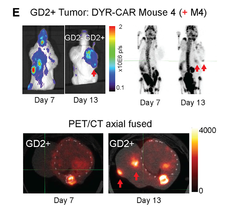 圖4. CAR-T示蹤.png 圖4. CAR-T示蹤.png