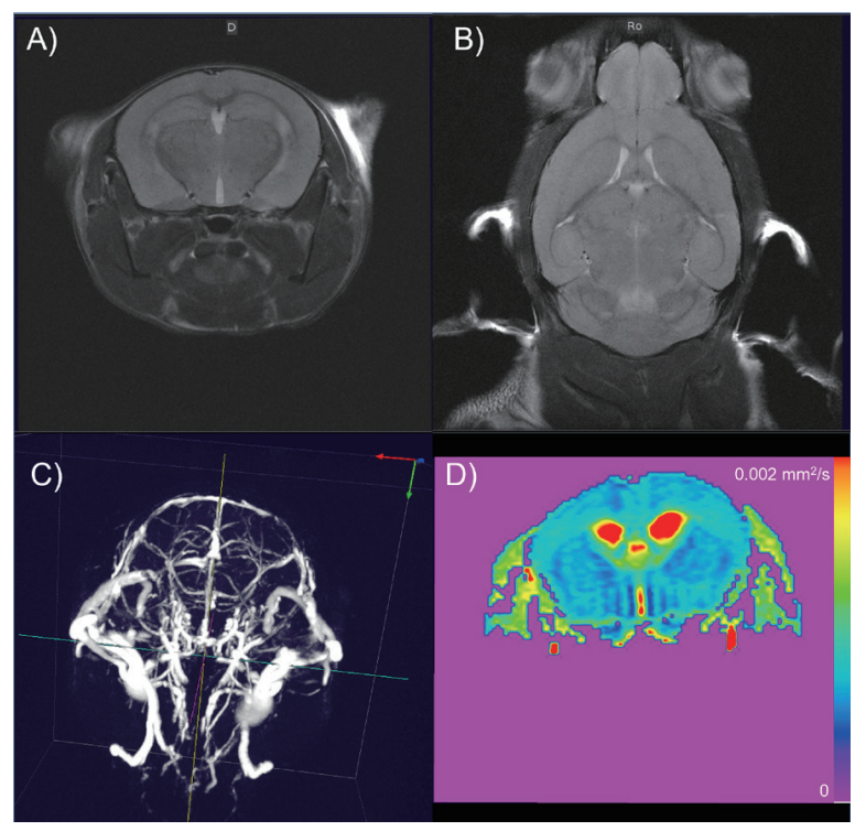 神經(jīng)學(xué)研究.png 神經(jīng)學(xué)研究.png