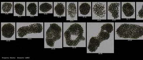 水質(zhì)監(jiān)測和環(huán)境-微囊藻.jpg 水質(zhì)監(jiān)測和環(huán)境-微囊藻.jpg