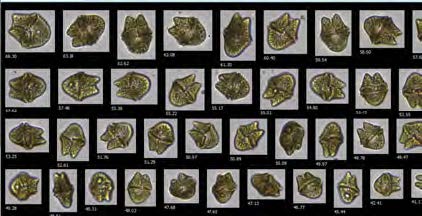 海洋和淡水研究-紅色赤潮藻.jpg 海洋和淡水研究-紅色赤潮藻.jpg