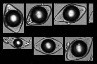 材料表征-微膠囊風(fēng)味顆粒.jpg 材料表征-微膠囊風(fēng)味顆粒.jpg