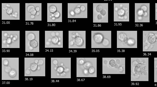 生物制藥研發(fā)-細(xì)胞聚集體.jpg 生物制藥研發(fā)-細(xì)胞聚集體.jpg
