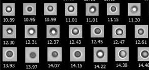 生物制藥研發(fā)-硅油滴.jpg 生物制藥研發(fā)-硅油滴.jpg
